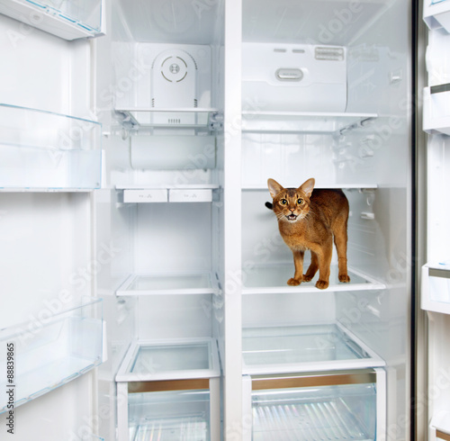 the cat in the fridge