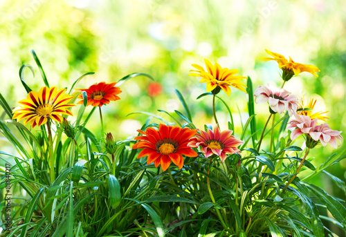 Fototapeta Naklejka Na Ścianę i Meble -  Gazania Flower