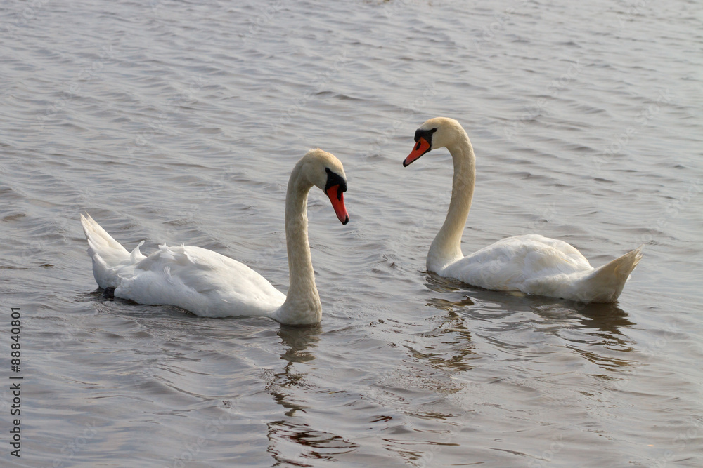 Fototapeta premium Swans on the water.