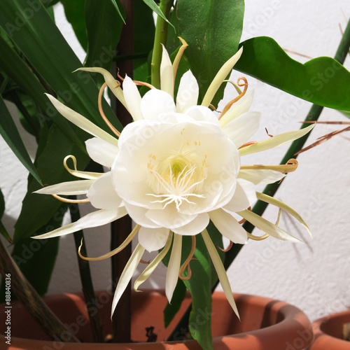 Epiphyllum Oxypetalum