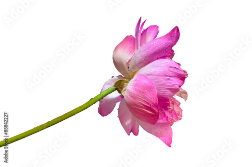 pink water lilly with small water droped on white background, pi