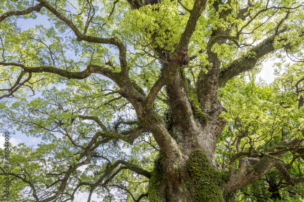 Obraz premium 枝を大きく伸ばした蒲生の大クス