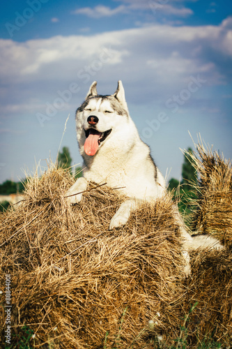 Portrait of a fun gray dog with blue eyes. The Siberian husky is lying on a haystack.