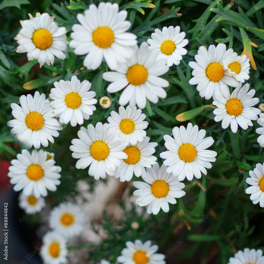 Fototapeta premium Bouquet of camomiles. Natural cute background. Square