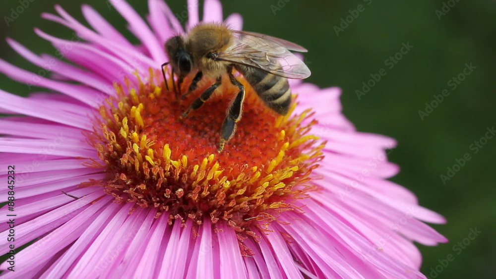 Bee on the flower. Bee on the flower.