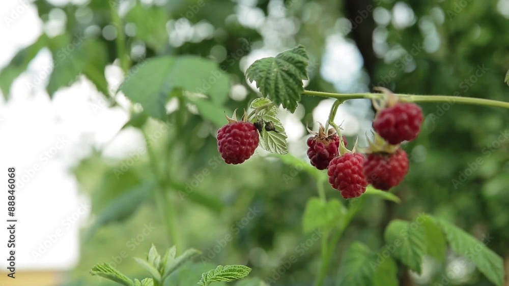 Raspberry on branch Raspberry on branch