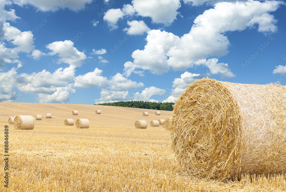Hay bales on harvested field.
