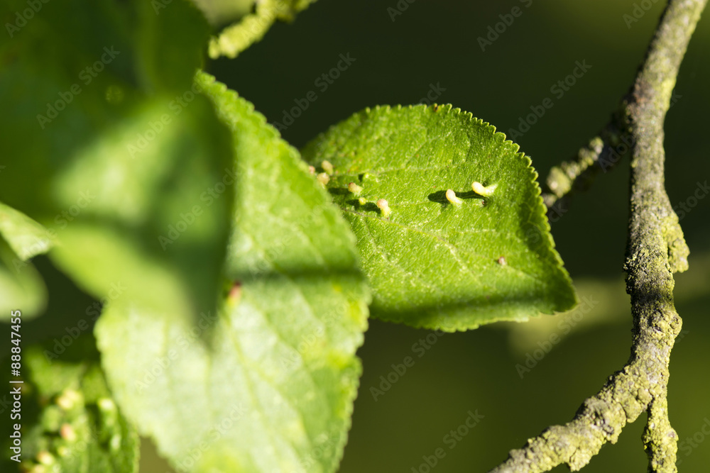 Obraz premium Disease sheet tabs