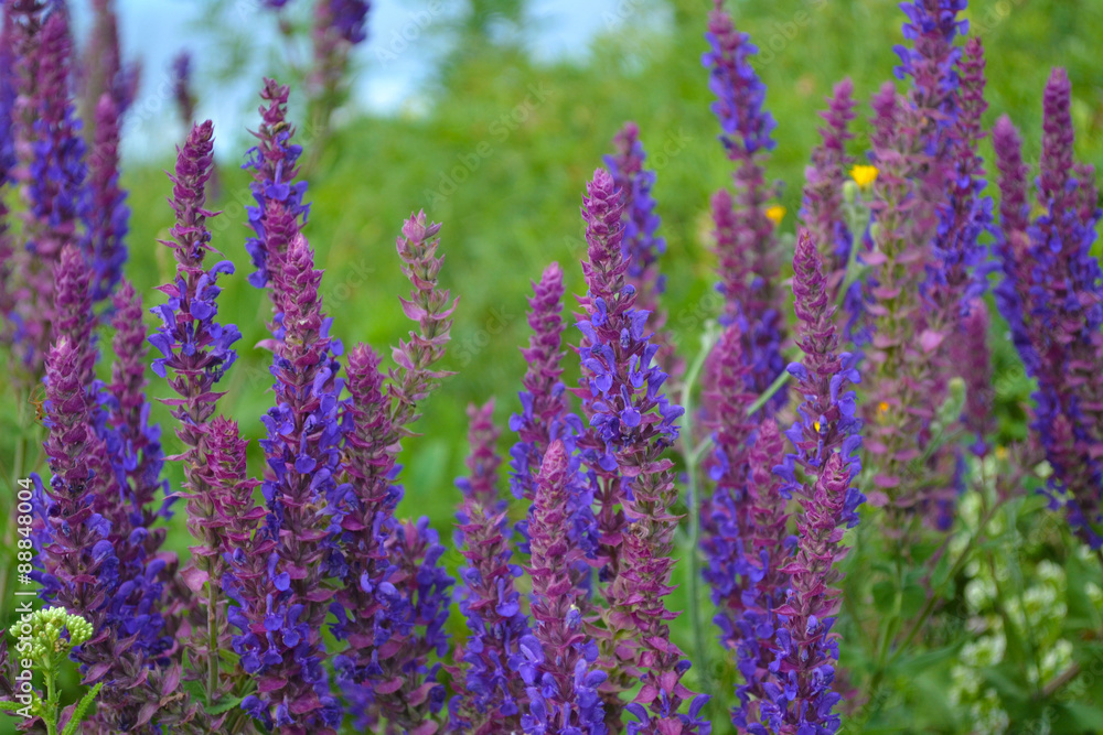 purple flowers field purple flowers field