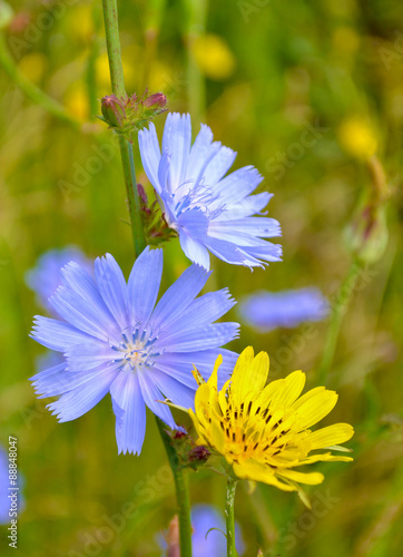blue and yellow small flowers 