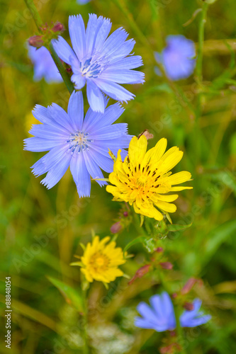 blue and yellow flowers 