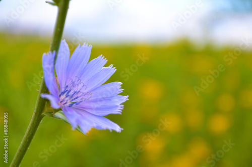 blue flower on field