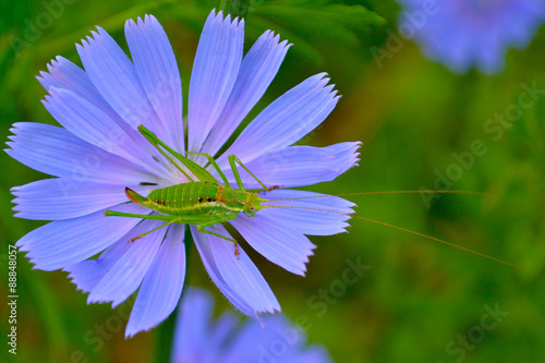grasshopper on blue flower