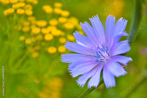 blue succory and small yellow flowers