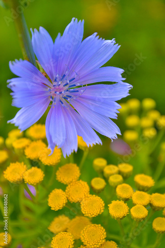 succory and yellow flowers