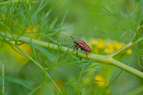 orange beetle with black stripes on the branch