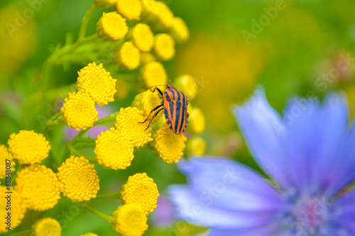 orange beetle with black stripes