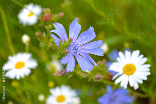 blue flower and daisies