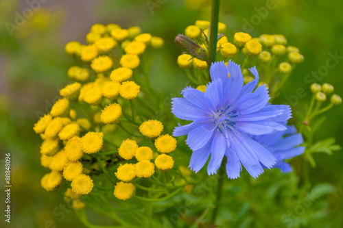 yellow small flowers and one blue flower