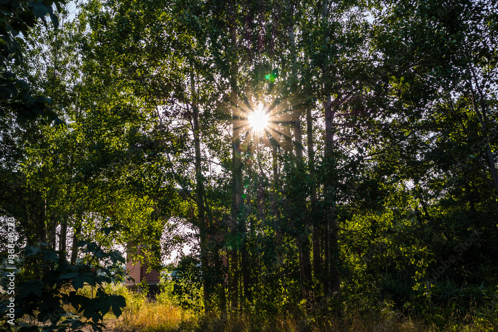 Obraz premium Gegenlicht Baum