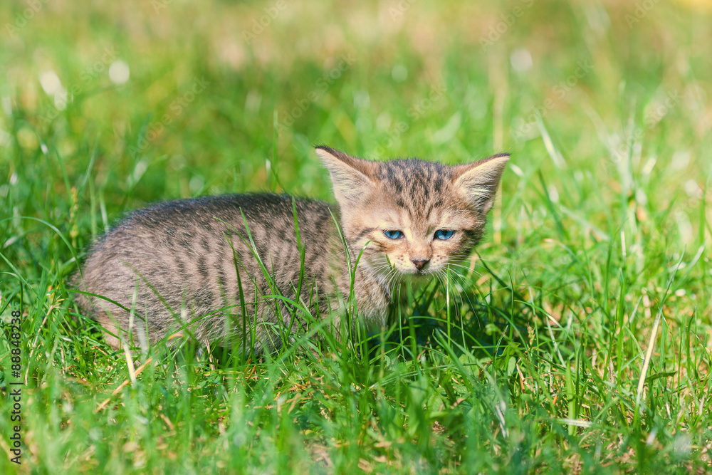 Little kitten on green lawn