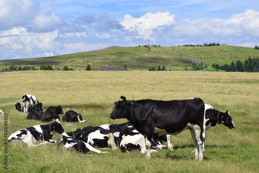 cows grazing