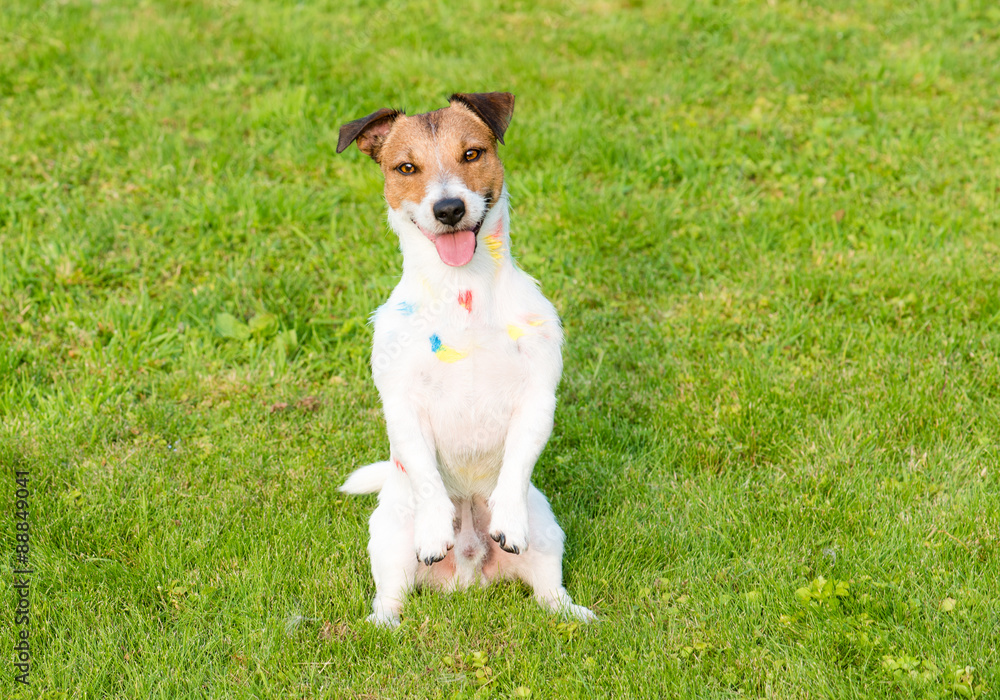 Smiling dog with paint stains sitting on hind legs in begging pose Smiling dog with paint stains sitting on hind legs in begging pose
