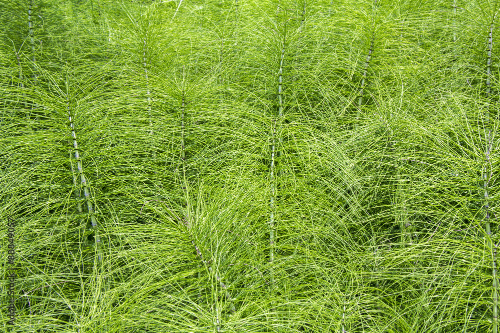 Field Horsetail plants as a green background Field Horsetail plants as a green background