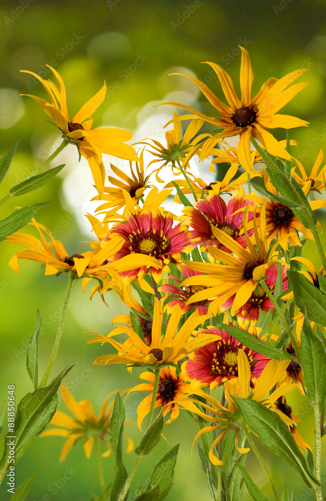 yellow flowers on a green background closeup yellow flowers on a green background closeup