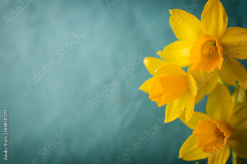 Leinwand Poster Daffodils.