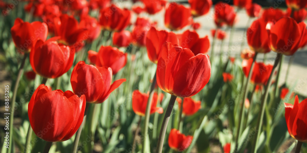 Red tulips on the flowerbed. Aged photo. Macro. Red tulips on the flowerbed. Aged photo. Macro.