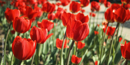 Red tulips on the flowerbed. Aged photo. Macro.