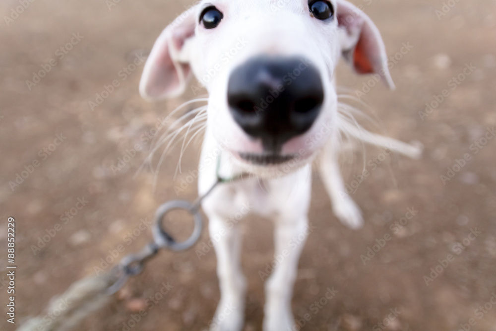 Primer plano perro de carreras. Perro de raza pura. Galgo español. 