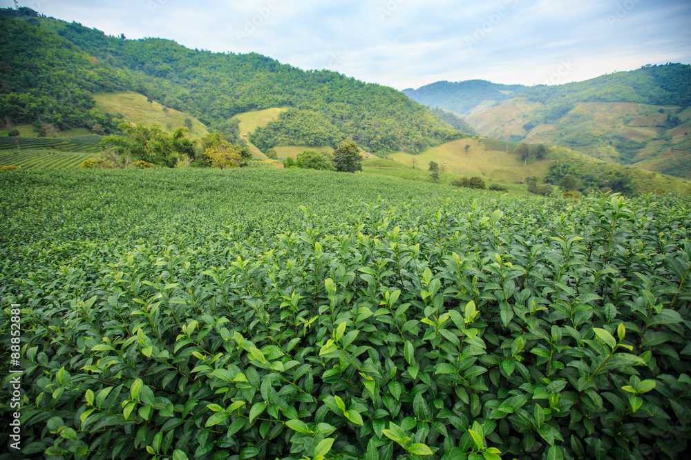 Tea plantation landscape with blue sky background at 101 Tea,Nor Tea plantation landscape with blue sky background at 101 Tea,Nor