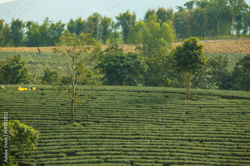 Tableau sur toile Tea Plantations under sky during sunset