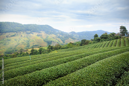 Wallpaper Mural Green tea farm with blue sky background Torontodigital.ca
