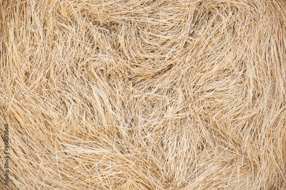 Golden straw texture background, close up Golden straw texture background, close up