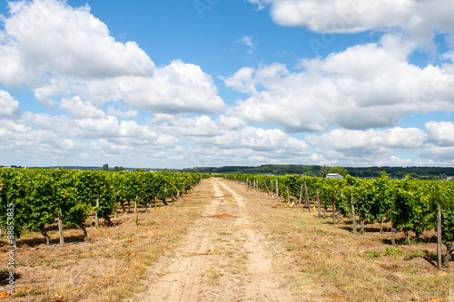 landscape of vineyards in the Loire Valley France