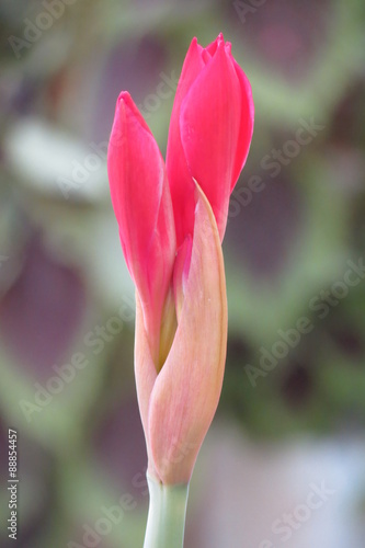 closed Amaryllis garden flower in macro