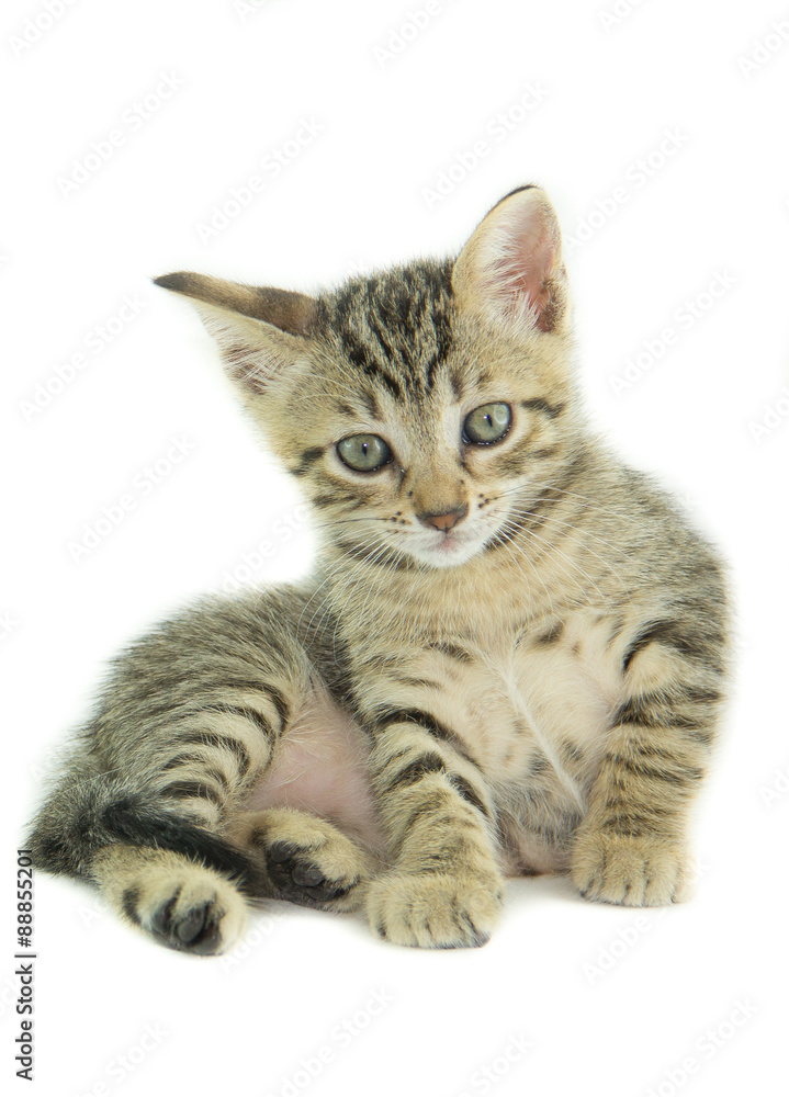 Piccolo gatto tigrato Piccolo gatto tigrato