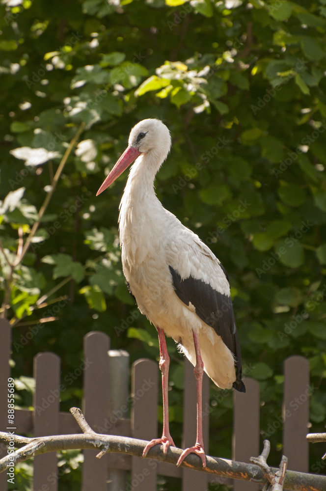 Fototapeta premium White stork