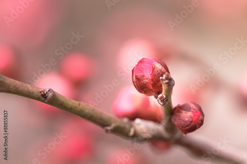 Bud of Japanese plum blossoms
