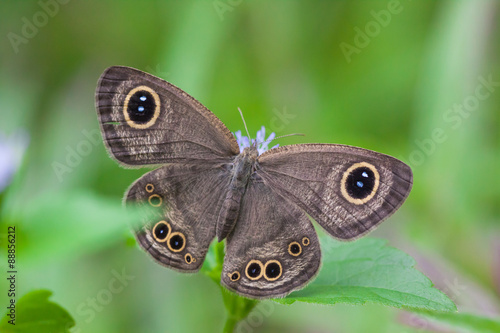 Butterfly wings