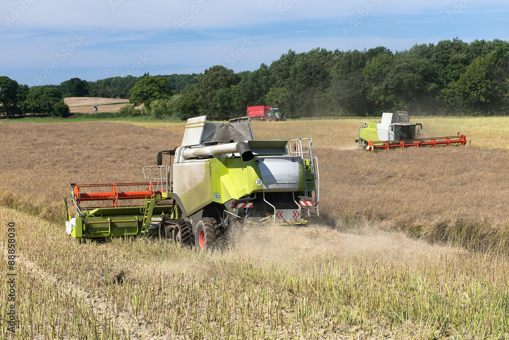 Fototapeta premium Agricultural engineering at the rape harvest - 2280