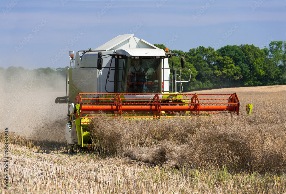 Fototapeta premium Combine harvester at rape harvest - 2552