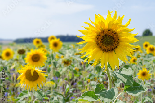 Sonnenblumen im Schwarzwald