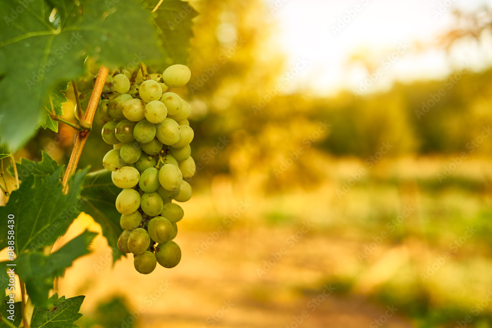 Fototapeta premium White ripe grape clusters
