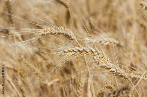 Field of the ripe wheat