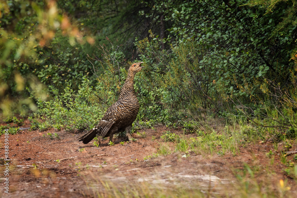 Fototapeta premium female of capercaillie