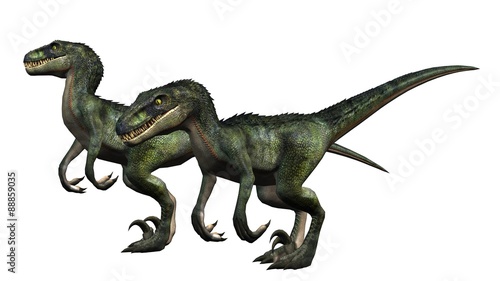 two velociraptors dinosaurs - isolated on white background